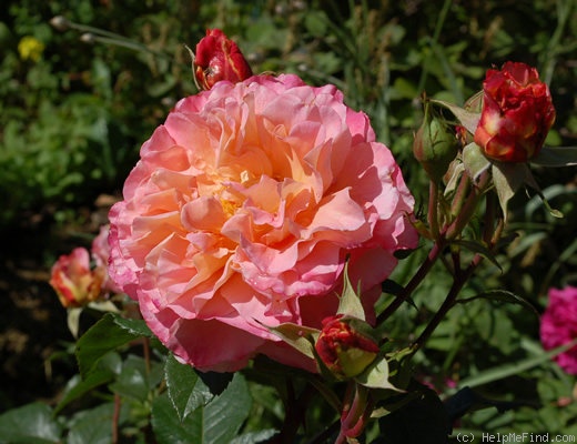 'Augusta Luise ® (Hybrid Tea, Evers, 1999)' rose photo