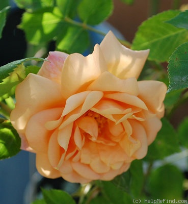 'Aurora (climber, Kordes, 1956)' rose photo