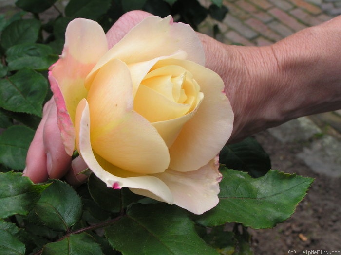 'Apricot Queen Elizabeth' rose, click to enlarge 'Apricot Queen Elizabeth' rose photo