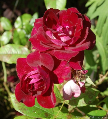 'Burgundy Ice' rose photo