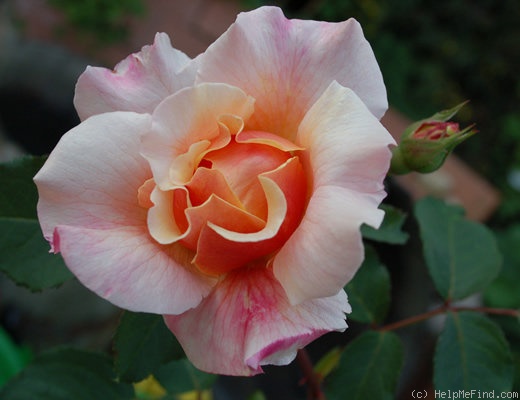 'Caramella ™ (shrub, Kordes before 2000)' rose photo