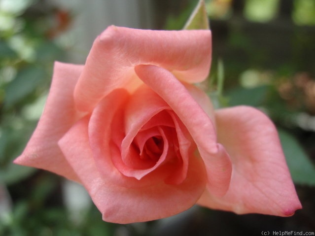 'Sleeping Beauty (Mini-flora, White 2005)' rose photo