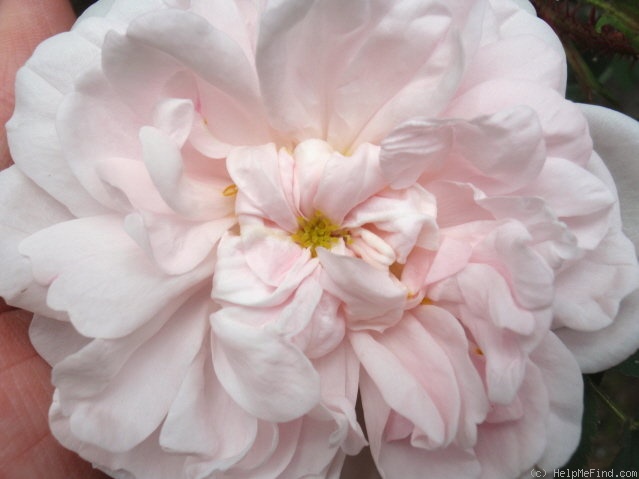 'Stanwell Perpetual (Spinosissima, Lee before 1821)' rose photo