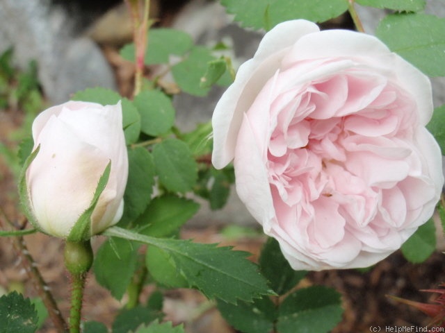 'Stanwell Perpetual (Spinosissima, Lee before 1821)' rose photo