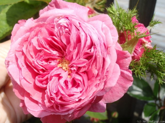 'Crested Sweetheart' rose photo