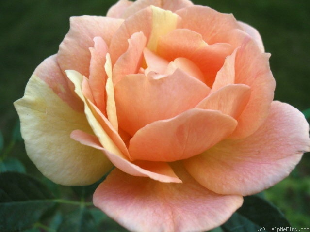 'Sequoia Twist' rose, click to enlarge 'Sequoia Twist' rose photo