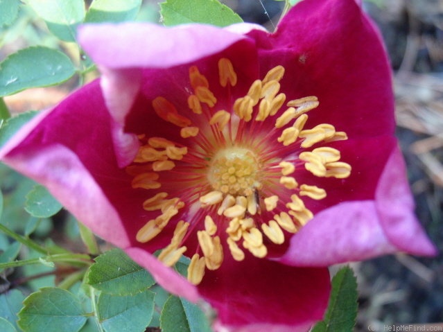 'Single Cherry' rose photo