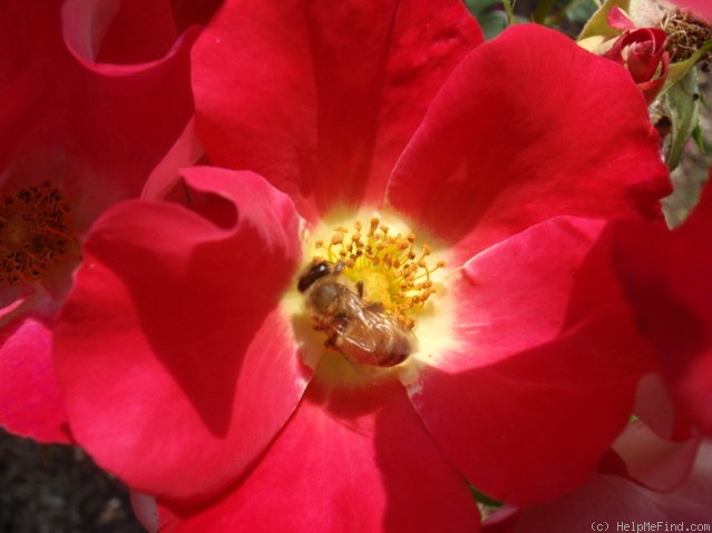 'Be-Bop ™' rose photo