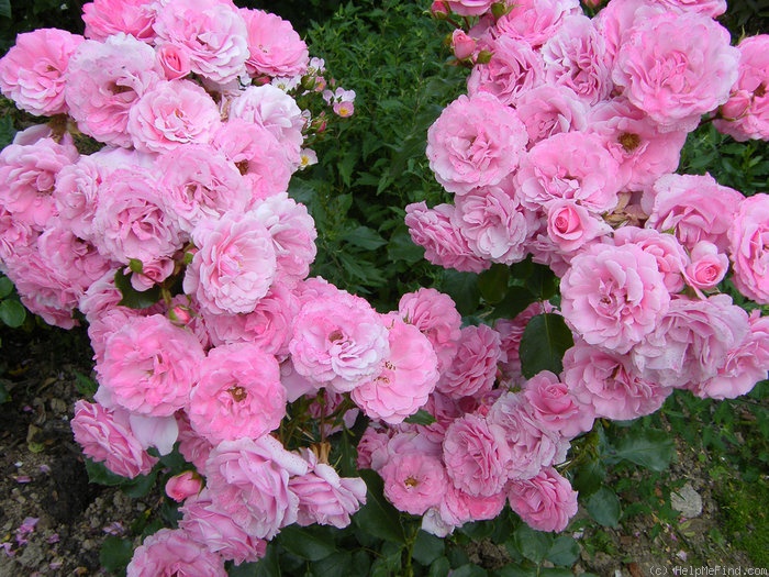 'Royal Bonica' rose photo