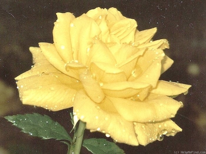 'Landora ®' rose photo