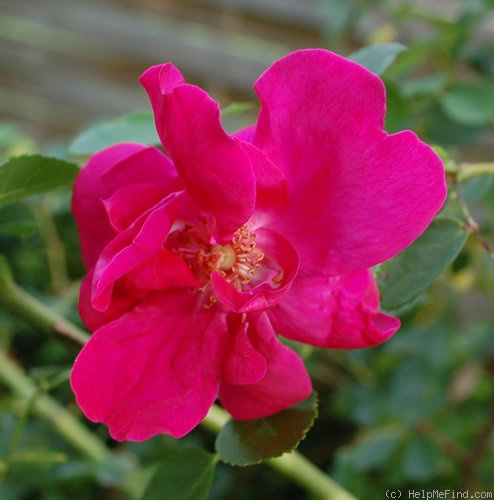 'Cerise Bouquet (shrub, Tantau/Kordes, 1937)' rose photo