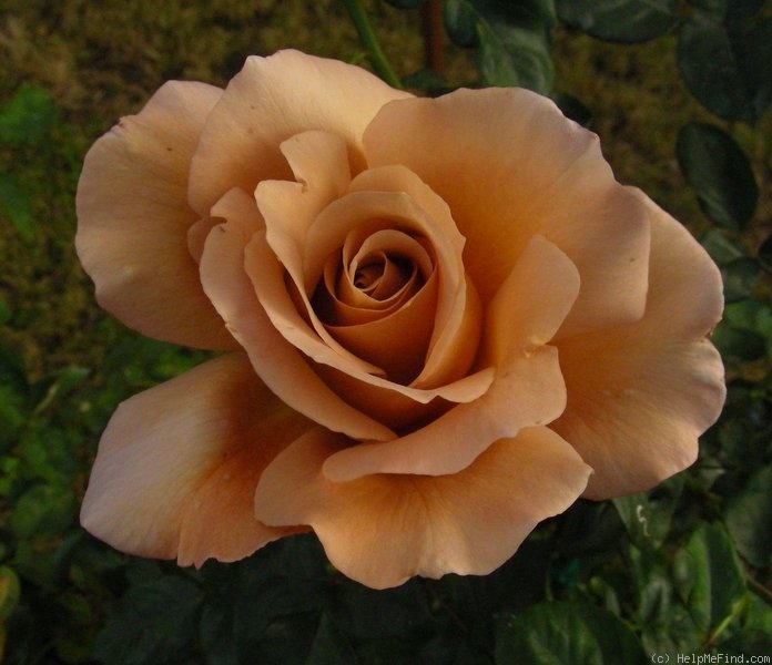 'Julia's Rose' rose photo