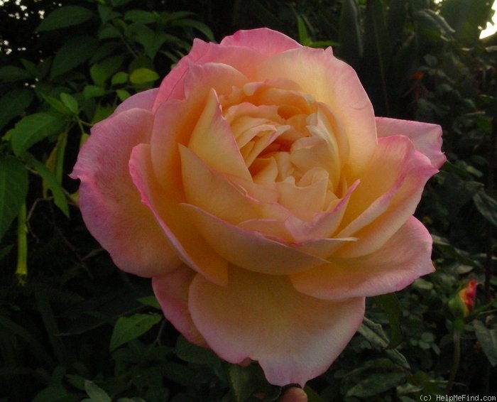 'World Peace ™ (hybrid tea, Perry, 1987)' rose photo