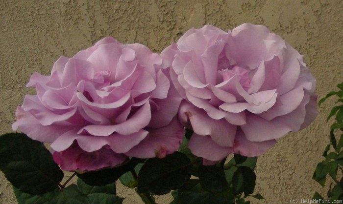 'Neptune ™ (hybrid tea, Carruth, 2003)' rose photo