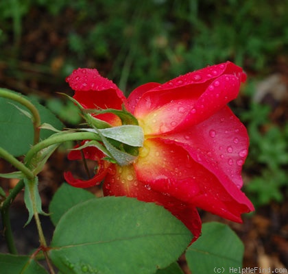 'Cuba (pernetiana, Pernet-Ducher 1926)' rose photo