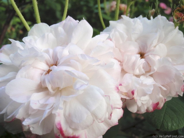 'Léda (damask, Unknown before 1818)' rose photo