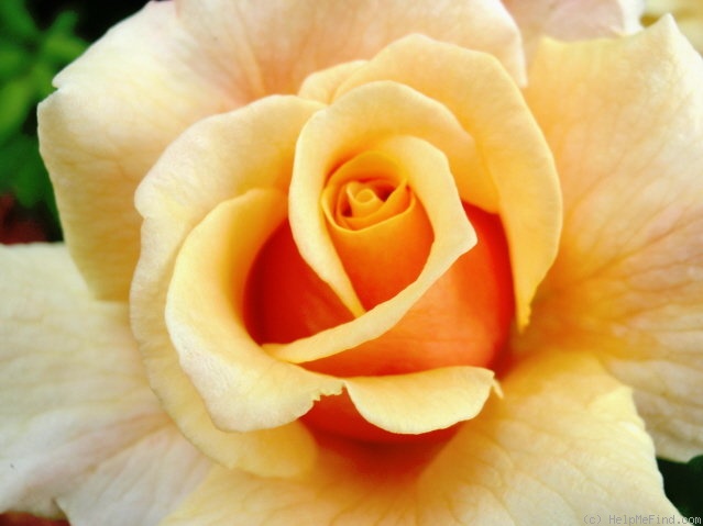 'Caramella ™ (shrub, Kordes before 2000)' rose photo
