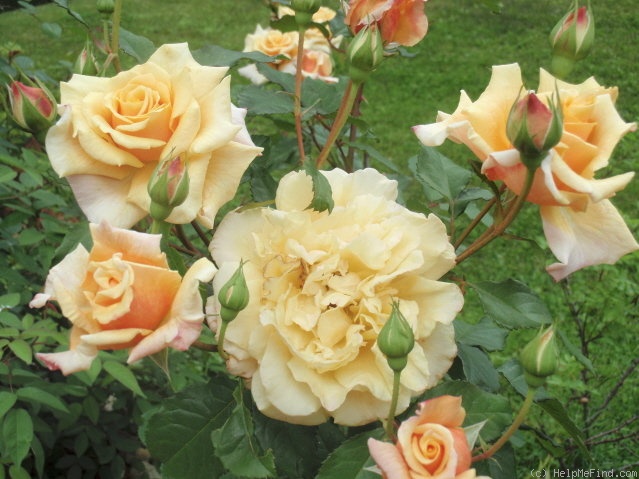 'Caramella ™ (shrub, Kordes before 2000)' rose photo