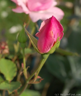 'Dainty Bess' rose photo