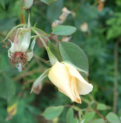 'Dancing Butterflies (china, Scarman)' rose photo
