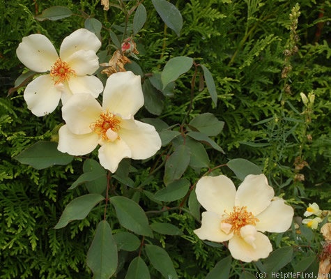 'Dancing Butterflies (china, Scarman)' rose photo