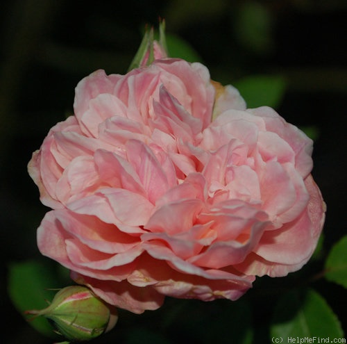 'Duarte de Oliveira' rose photo