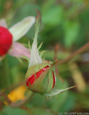 'Duftwolke ®' rose, click to enlarge 'Duftwolke ®' rose photo