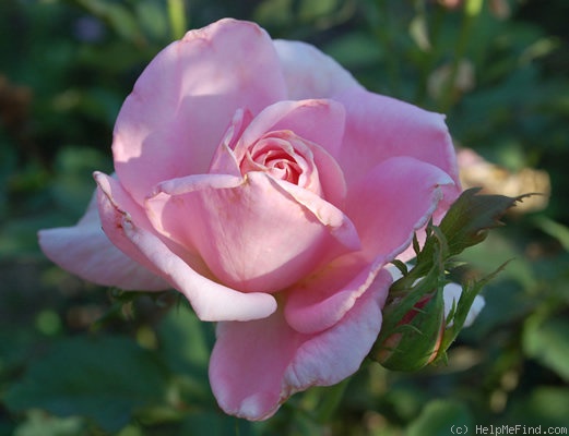 'Eterna Giovinezza (hybrid tea, Aicardi 1937)' rose, click to enlarge 'Eterna Giovinezza (hybrid tea, Aicardi 1937)' rose photo