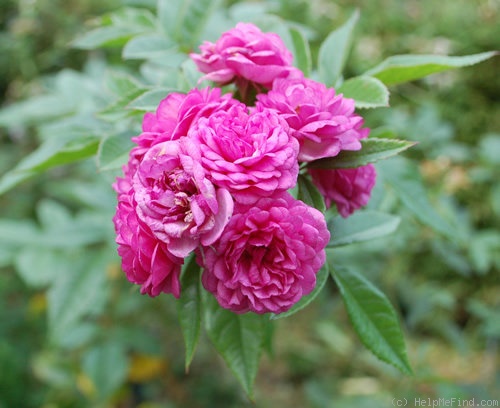 'Excellenz von Schubert (polyantha, Lambert 1909)' rose photo