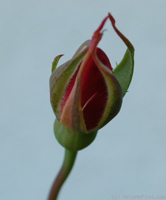 'Général Tartas' rose photo