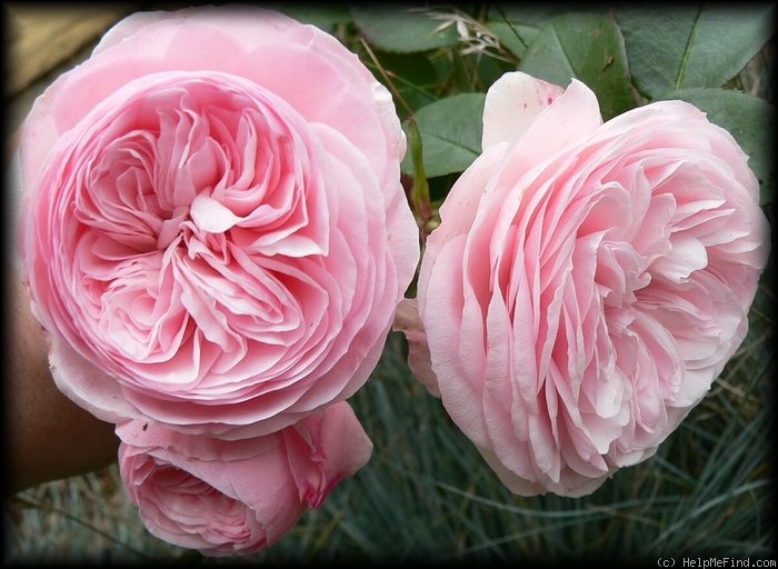 'Mariatheresia ®' rose photo