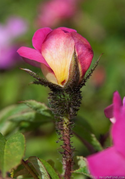 'Nutshop' rose photo