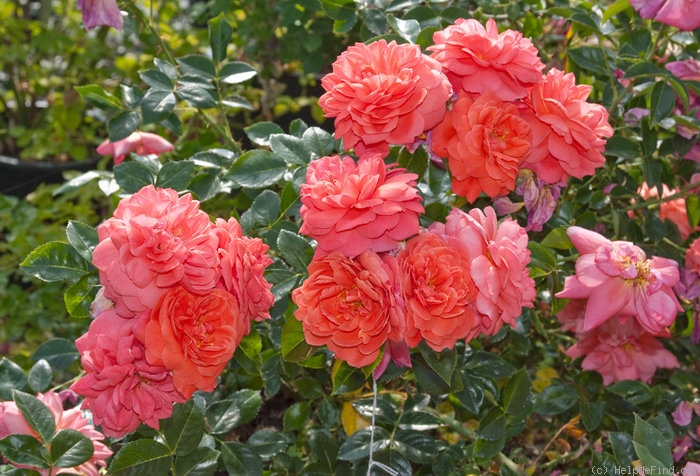 'ARDominic' rose photo