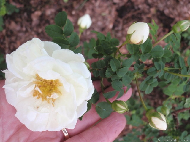 'Double White Scotch' rose photo
