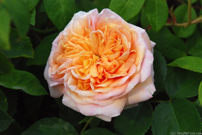 'Alchymist (Rambler, Kordes, 1956)' rose photo