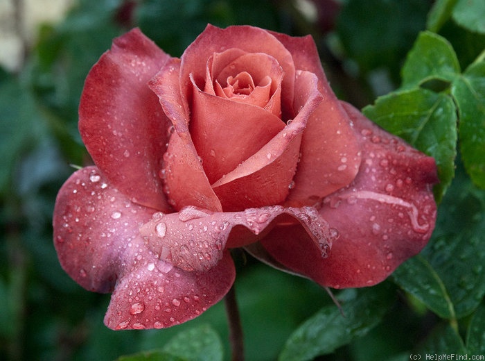'Hot Cocoa ™ (Floribunda, Carruth, 2002)' rose photo