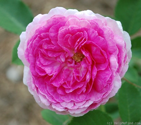 'Gilda (hybrid multiflora, Geschwind,1887)' rose photo