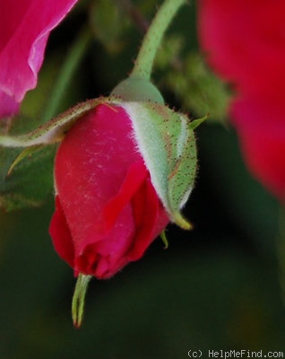 'Gloire des Rosomanes' rose photo