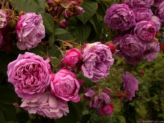 'Ernst Dörell' rose photo