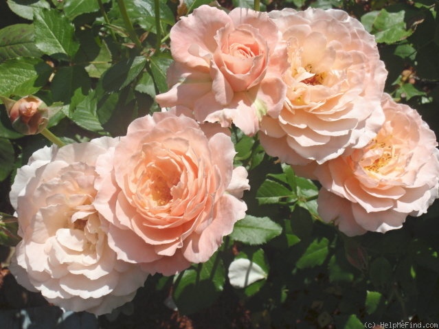 'L'Aimant' rose photo