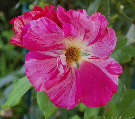 'Guy Savoy' rose photo