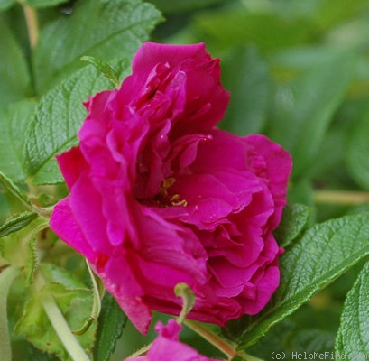 'Hansa (Rugosa, Schaum & Van Tol, 1905)' rose photo