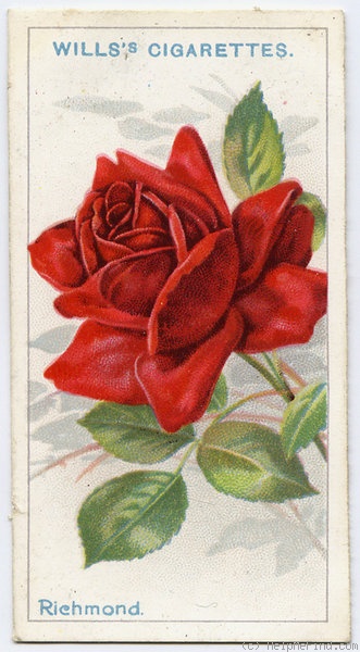 'Richmond' rose photo