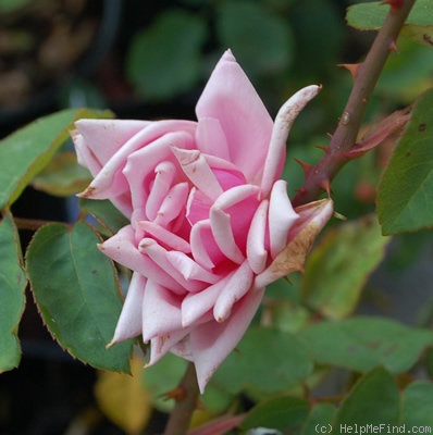 'Kralj Petar II' rose photo