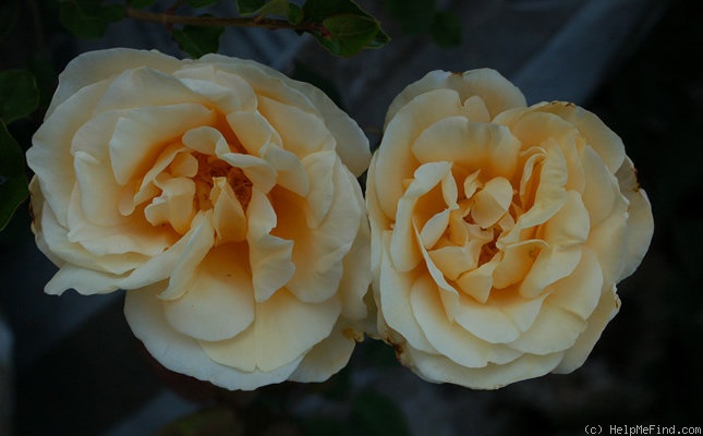 'Lady Hillingdon, Cl. (Tea Cl, Hicks, 1917)' rose photo
