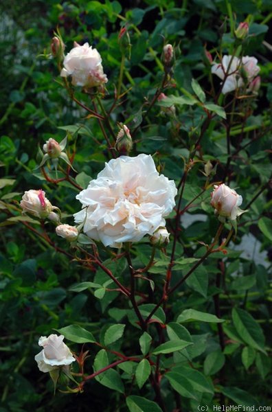 'Cels multiflore' rose photo