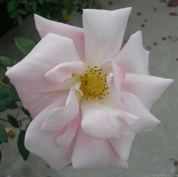 'ARMLB2XSMS' rose photo