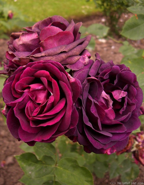 'Rose du Roi à Fleurs Pourpres' rose photo