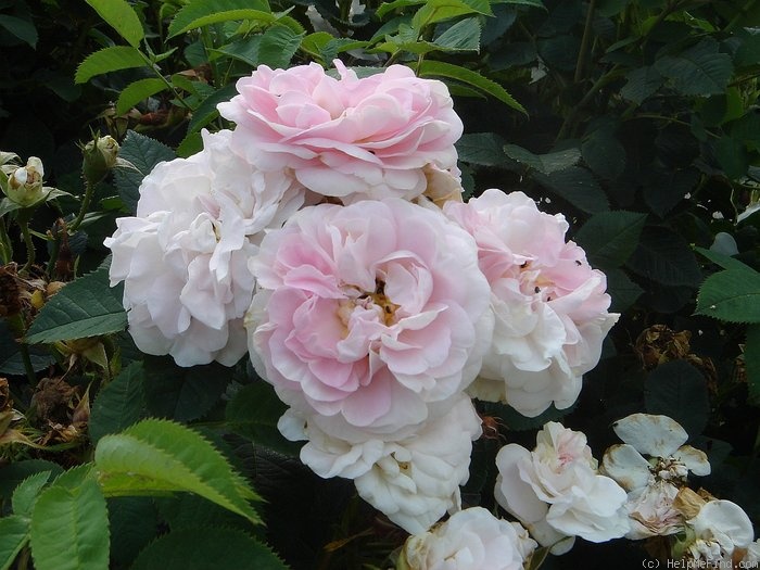 'Maiden's Blush (alba)' rose photo