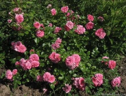 'Les Quatre Saisons ® (shrub, Meilland 2003)' rose photo